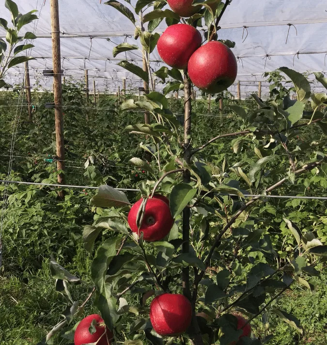 Pom fructiferi la livada bunicului